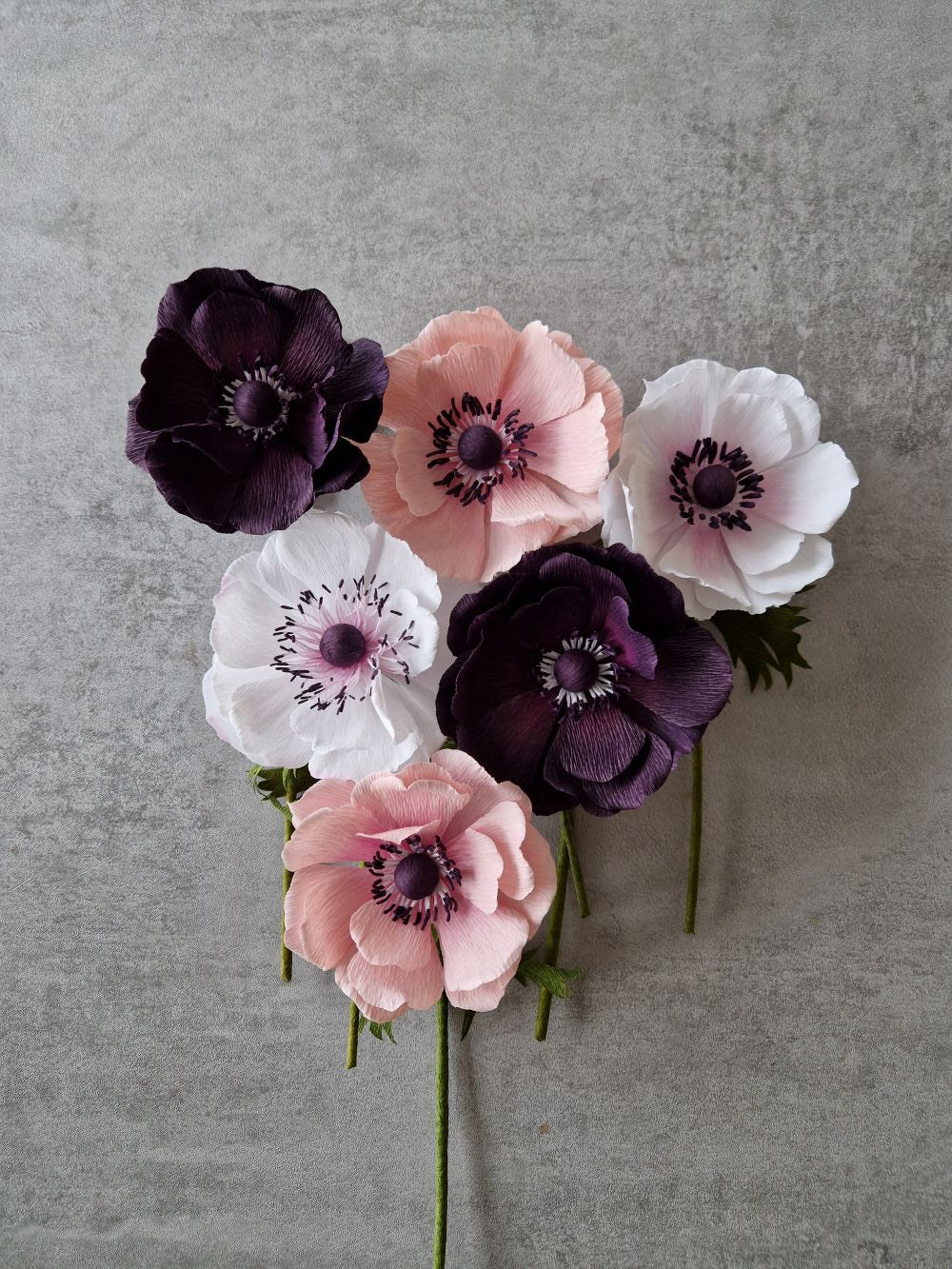 Papirblomst anemone i mørke farver